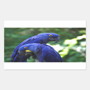 Hyacinth Macaws Rechteckiger Aufkleber