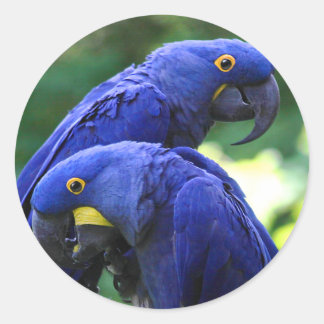 Hyacinth Macaws Runder Aufkleber