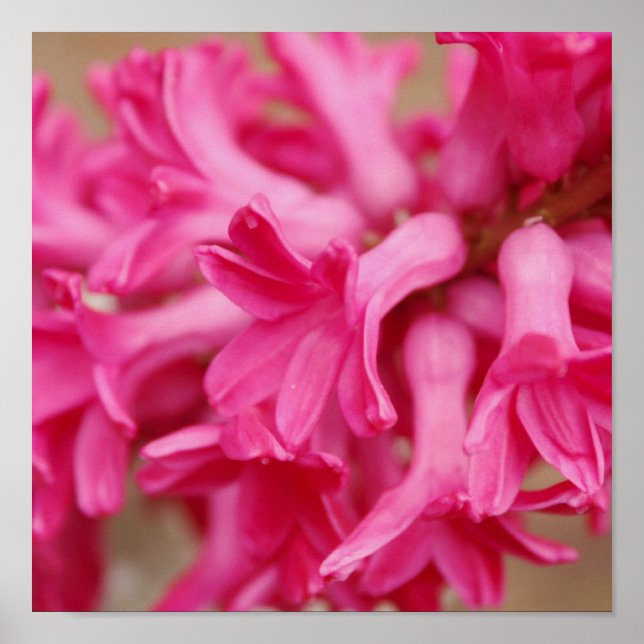 Hyacinth Pink-Leinwand Poster (Vorne)