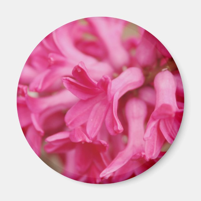Hyacinth Pink Magnet (Vorne)
