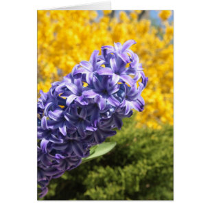 Hyacinth und Forsythia