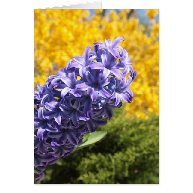 Hyacinth und Forsythia (Vorne)