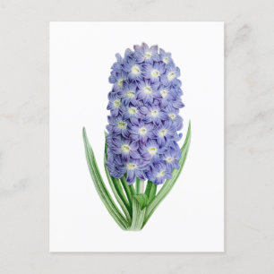 Hyacinth Vintag Botanische Postkarte