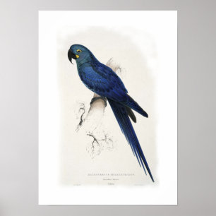 Hyacinthine Macaw Poster