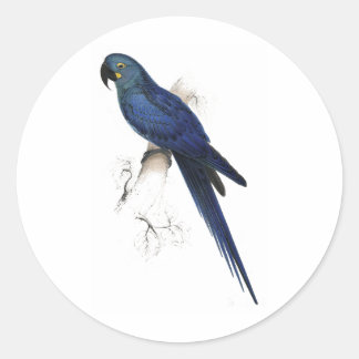 Hyacinthine Maccaw von Edward Lear Runder Aufkleber