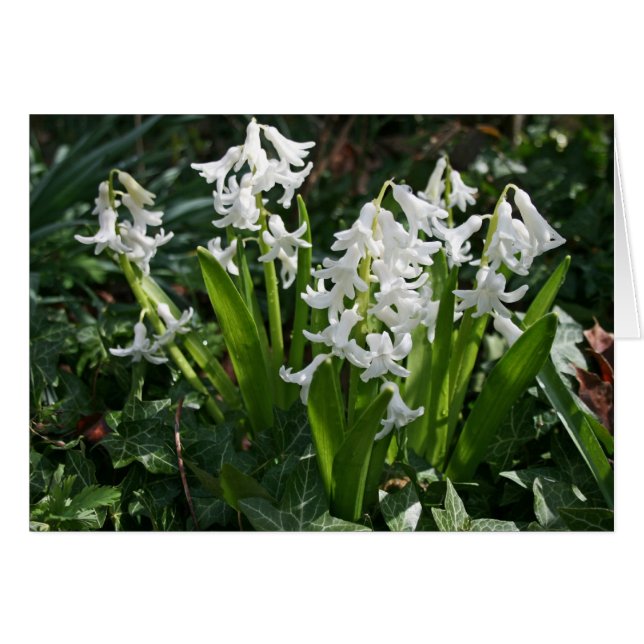Hyacinths Blank Card (Vorderseite (Horizontal))