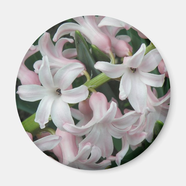 Hyacinths Magnet (Vorne)