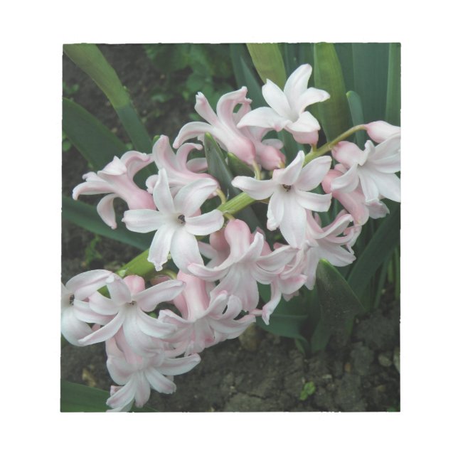 Hyacinths Notepad Notizblock (Vorderseite)
