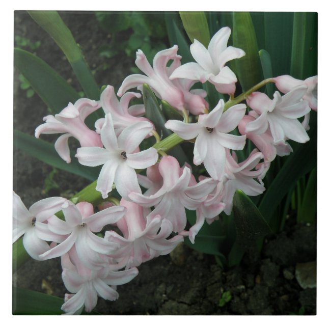Hyacinths Tile Fliese (Vorderseite)