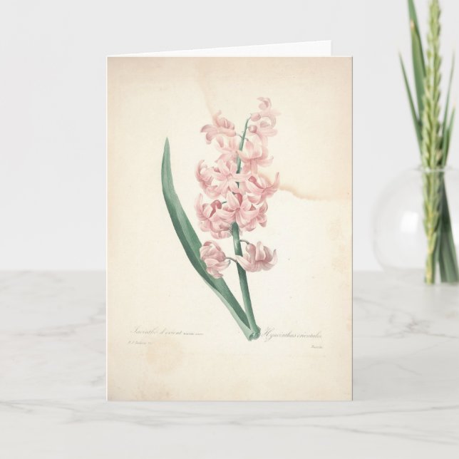 Hyacinthus Orientalis durch Redoute Beileids-Karte Dankeskarte (Vorderseite)