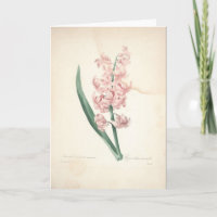 Hyacinthus Orientalis durch Redoute Beileids-Karte