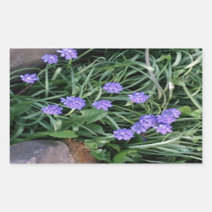 Hyakinth, blaue lila Blume, blumenreich Rechteckiger Aufkleber