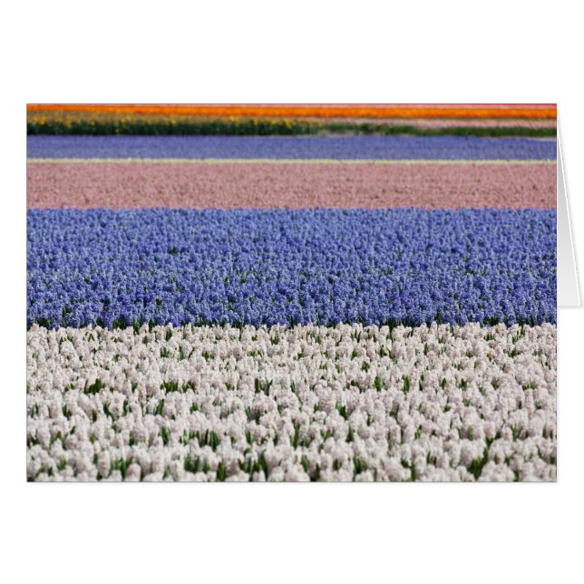 Hyakinth Field (Vorderseite (Horizontal))