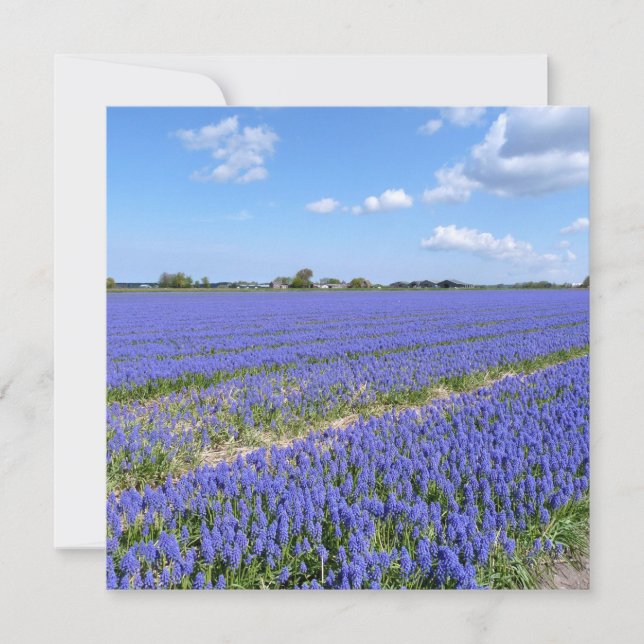 Hyakinthenfeld (Vorderseite)