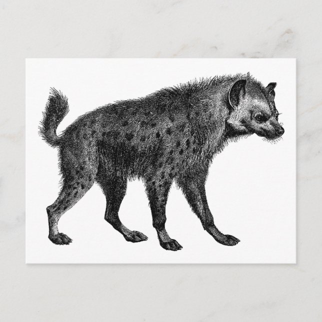 Hyäne Postkarte (Vorderseite)