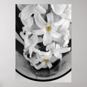 Hyazinthe in Schwarz-Weiß Poster