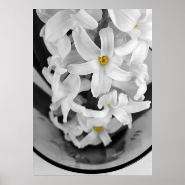 Hyazinthe in Schwarz-Weiß Poster (Vorne)