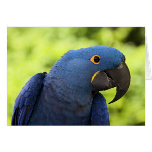 HyazintheMacaw