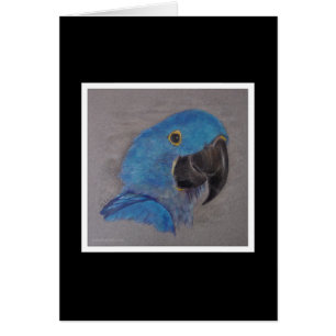 HyazintheMacaw