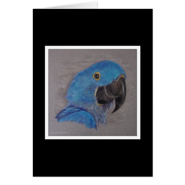 HyazintheMacaw (Vorne)