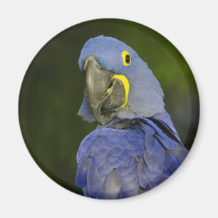 HyazintheMacaw Magnet