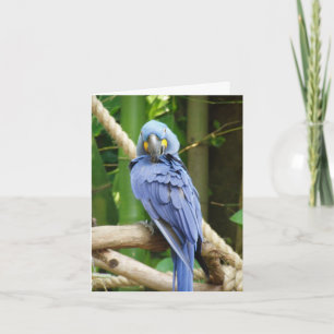 HyazintheMacaw Notecard Karte
