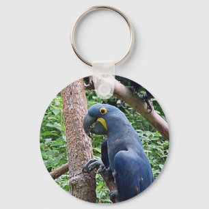 HyazintheMacaw Schlüsselanhänger
