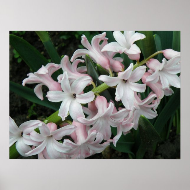 Hyazinthen Print Poster (Vorne)