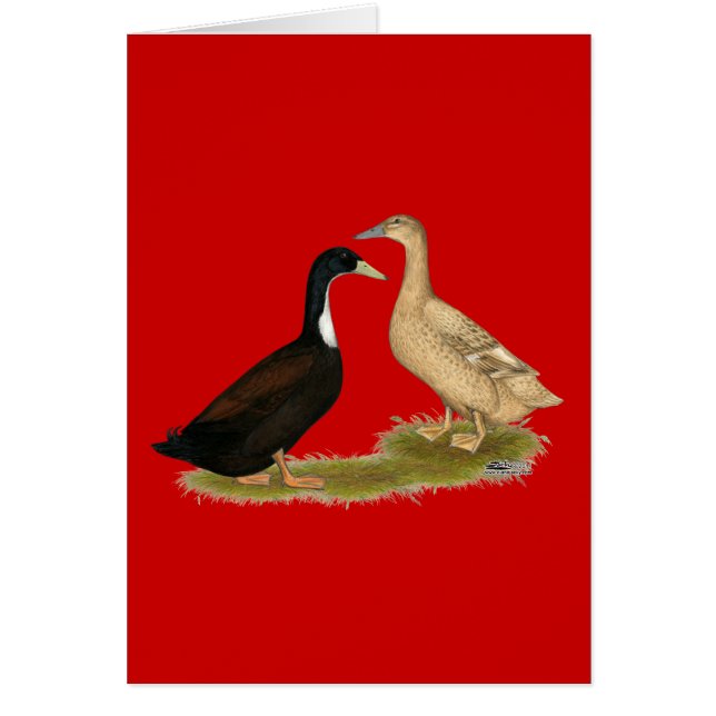 Hybrid Lay Duck (Vorne)