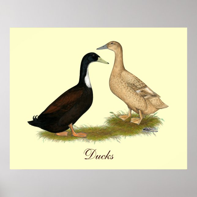 Hybrid Lay Duck Poster (Vorne)
