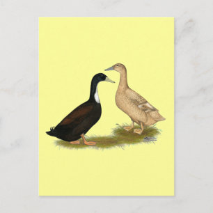 Hybrid Lay Duck Postkarte