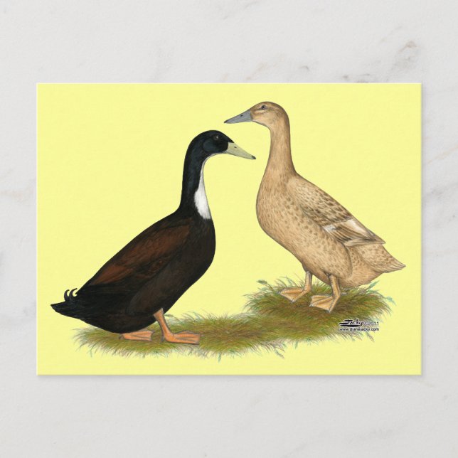 Hybrid Lay Duck Postkarte (Vorderseite)