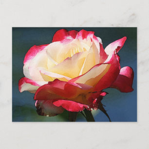 Hybrid-Tee-Rose "Double Delight" Postkarte