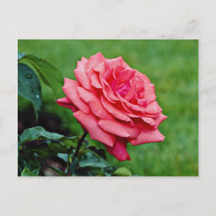 Hybrid-Tee-Rose "Duftwolke" Weiße Blume Postkarte