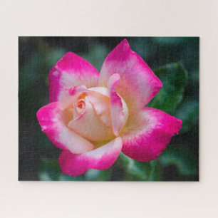 Hybrid Tee Rose Jigsaw Puzzle