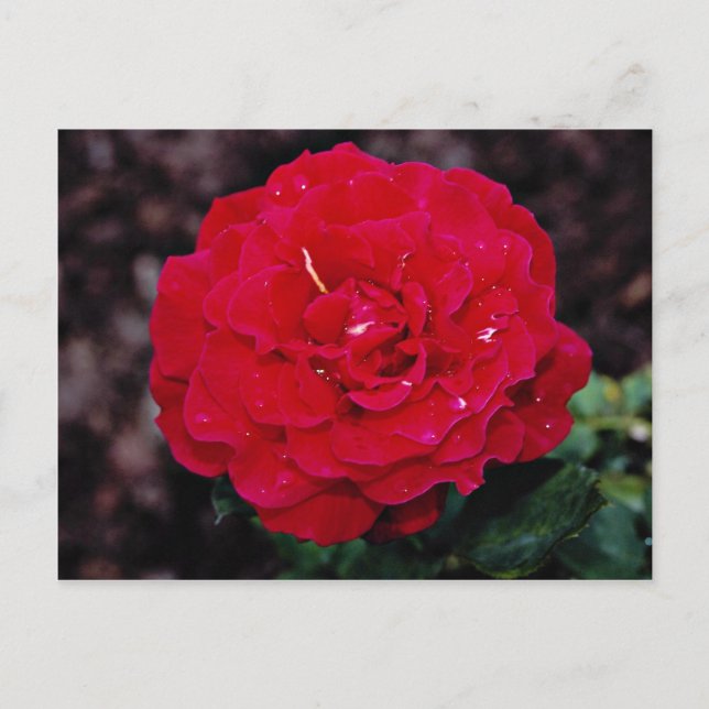 Hybrid Tee Rose "Mister Lincoln" Weiße Blume Postkarte (Vorderseite)