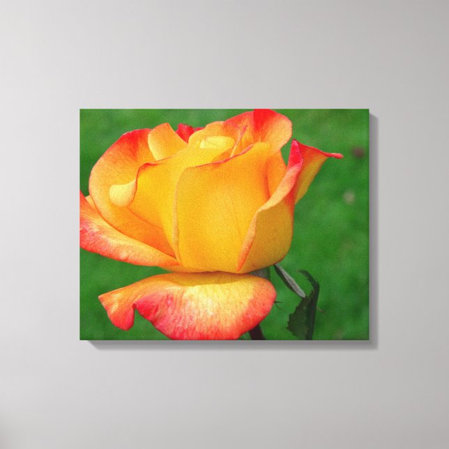 Hybrid Tee Rose Rio Samba auf Leinwand (Vorderseite)