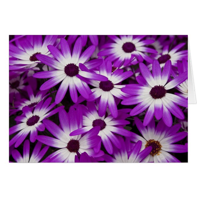 Hybride Cineraria-Karte (Vorderseite (Horizontal))