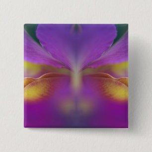 Hybride Orchidee, Florida 2 Button