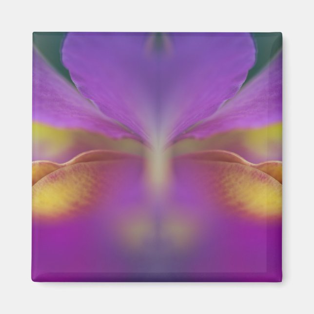 Hybride Orchidee, Florida 2 Magnet (Vorne)