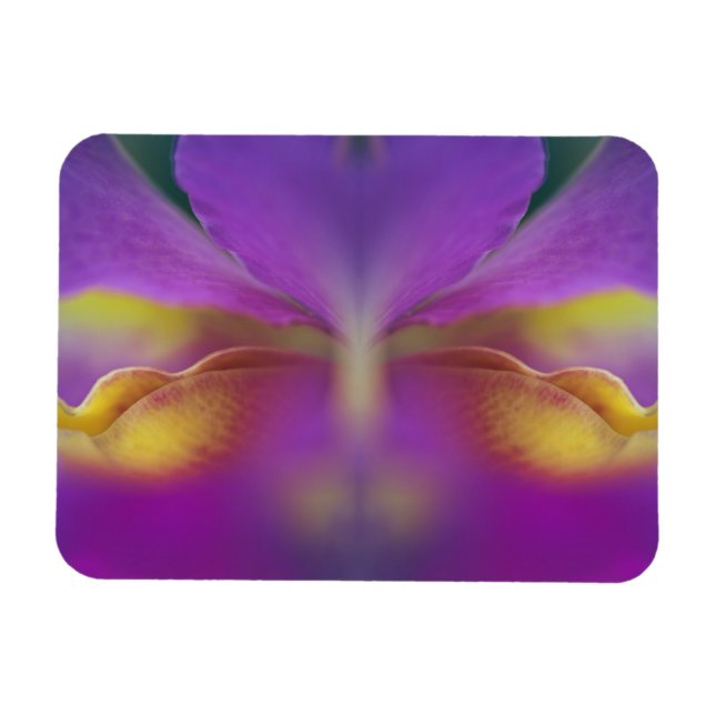 Hybride Orchidee, Florida 2 Magnet (Horizontal)