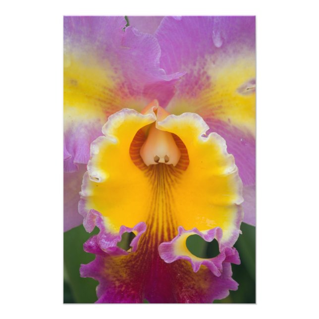 Hybride Orchidee, Florida Fotodruck (Vorne)