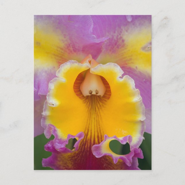 Hybride Orchidee, Florida Postkarte (Vorderseite)