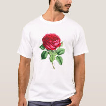 Hybride Remontant-Rose - Napoleon III