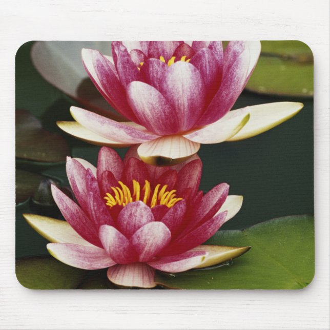 Hybride Seerosen Mousepad (Vorne)