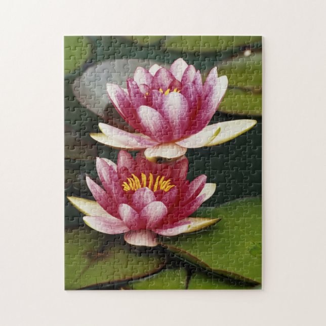 Hybride Seerosen Puzzle (Vertikal)