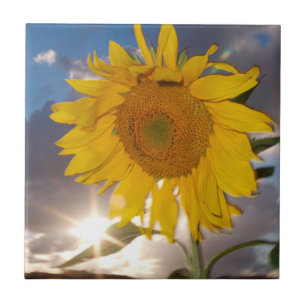 Hybride Sonnenblume, die in der Abenddämmerung im Fliese