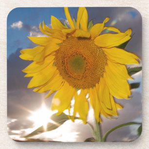 Hybride Sonnenblume, die in der Abenddämmerung im Getränkeuntersetzer