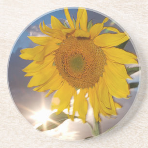 Hybride Sonnenblume, die in der Dämmerung im Wind Getränkeuntersetzer
