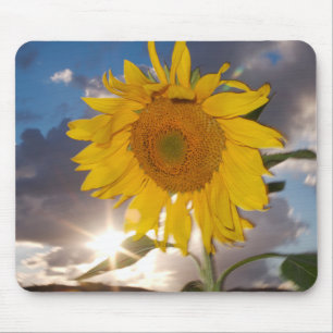 Hybride Sonnenblume, die in der Dämmerung im Wind Mousepad